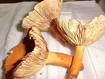 51Gtu8D+OxL._AC_UF350,